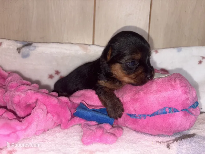 Tilly  – Yorkshire Terrier puppy for sale in Brookhaven, MS