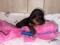 Tilly , a female Yorkshire Terrier for sale in Brookhaven, MS – 1 of 2