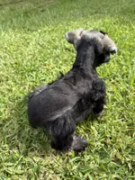Jada , a female Miniature Schnauzer for sale in Brookhaven, MS – 3 of 4