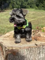 Jada , a female Miniature Schnauzer for sale in Brookhaven, MS – 5 of 5