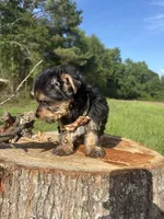 Clyde , a male Yorkshire Terrier for sale in Jayess, MS – 3 of 3