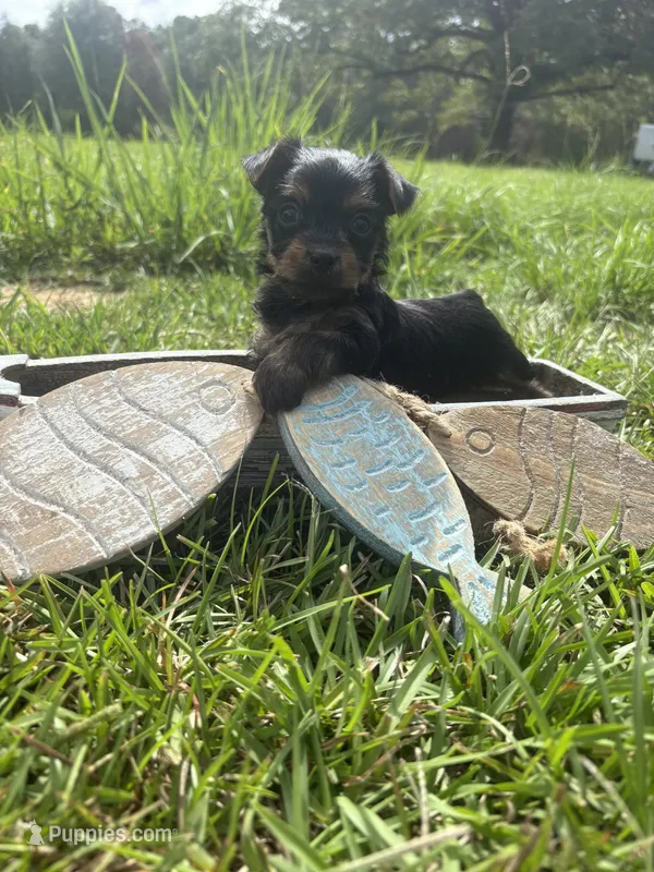 Dino – Yorkshire Terrier puppy for sale in Brookhaven, MS