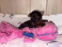 Tilly , a female Yorkshire Terrier for sale in Brookhaven, MS – 2 of 2