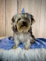 Hank, a male Yorkipoo for sale in Roseville, CA – 1 of 5