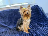 Chase, a male Yorkshire Terrier for sale in Roseville, CA – 6 of 6
