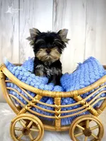 Rocky, a male Yorkshire Terrier for sale in Roseville, CA – 1 of 1