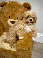 Maltipoo Boy, a male Maltipoo for sale in Roseville, CA – Photo 2 of 4