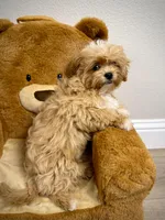 Maltipoo Boy, a male Maltipoo for sale in Roseville, CA – Photo 1 of 4