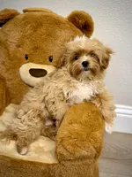 Maltipoo Boy, a male Maltipoo for sale in Roseville, CA – Photo 3 of 4