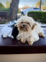Tiny Maltipoo Male, a male Maltipoo for sale in Roseville, CA – Photo 2 of 4