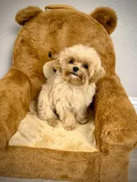 Tiny Maltipoo Male, a male Maltipoo for sale in Roseville, CA – Photo 3 of 4