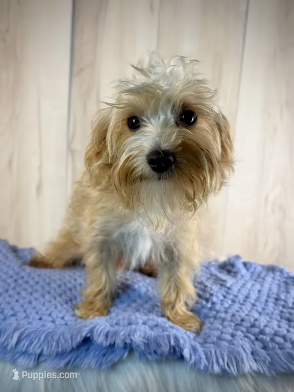 Ranger – Yorkipoo puppy for sale in Roseville, CA
