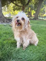 Ranger, a male Yorkipoo for sale in Roseville, CA – 3 of 7
