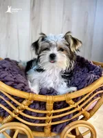 Poppy, a female Morkie for sale in Roseville, CA – 3 of 3