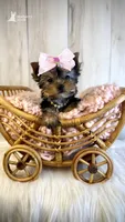 Evie, a female Yorkshire Terrier for sale in Roseville, CA – 2 of 2
