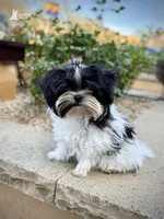 Murray, a male Morkie for sale in Roseville, CA – 3 of 3