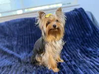 Chase, a male Yorkshire Terrier for sale in Roseville, CA – 4 of 6