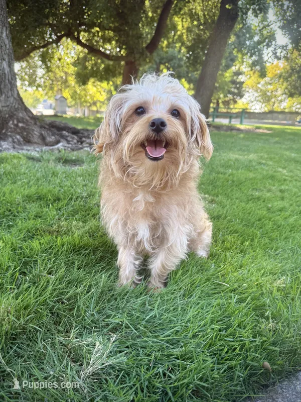 Ranger – Yorkipoo puppy for sale in Roseville, CA