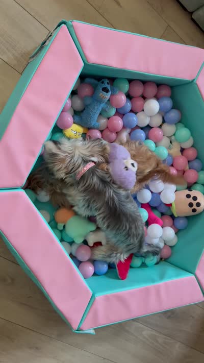 Ranger, a male Yorkipoo for sale in Roseville, CA – 7 of 7