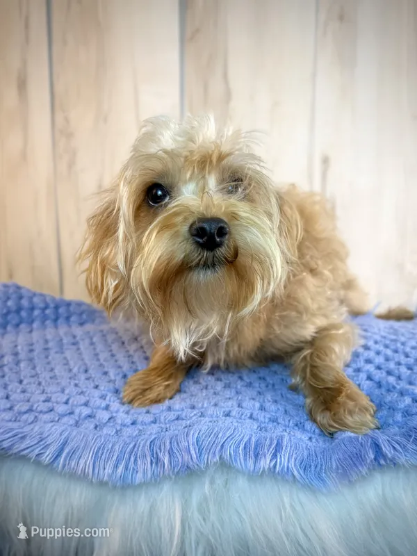 Ranger – Yorkipoo puppy for sale in Roseville, CA