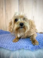 Ranger, a male Yorkipoo for sale in Roseville, CA – 1 of 2