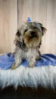 Hank, a male Yorkipoo for sale in Roseville, CA – 3 of 3