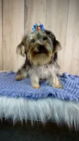 Hank, a male Yorkipoo for sale in Roseville, CA – 2 of 3