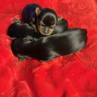 AKC Yorkie, a male Yorkshire Terrier for sale in Roseville, CA – Photo 4 of 4