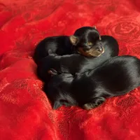 AKC Yorkie, a male Yorkshire Terrier for sale in Roseville, CA – Photo 2 of 4