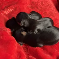 AKC Yorkie, a male Yorkshire Terrier for sale in Roseville, CA – Photo 3 of 4