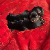 AKC Yorkie, a male Yorkshire Terrier for sale in Roseville, CA – Photo 1 of 4