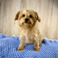 Astro, a male Yorkipoo for sale in Roseville, CA – Photo 1 of 3