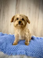 Gold Yorkipoo Boy, a male Yorkipoo for sale in Roseville, CA – Photo 1 of 3