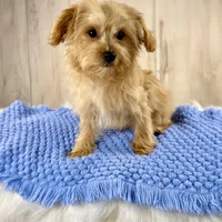 Astro, a male Yorkipoo for sale in Roseville, CA – Photo 3 of 3