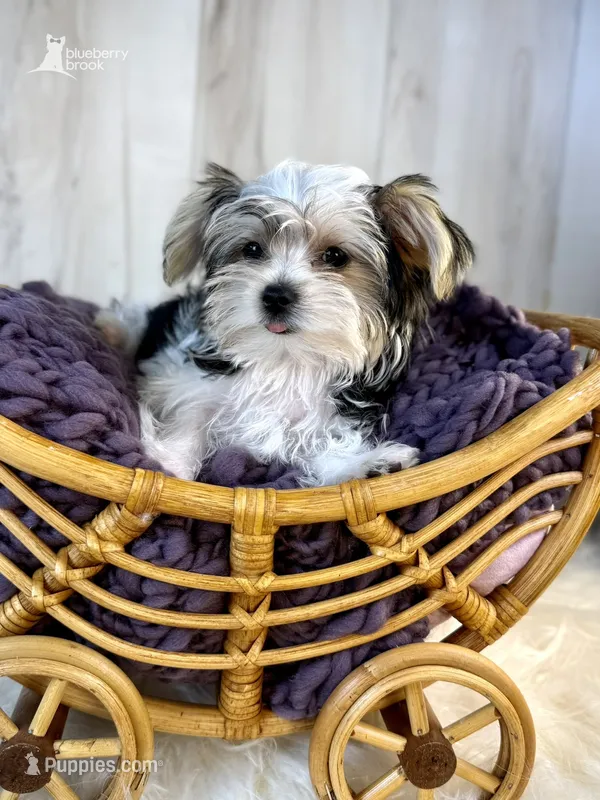 Poppy – Morkie puppy for sale in Roseville, CA