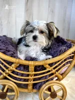 Poppy, a female Morkie for sale in Roseville, CA – 1 of 3