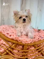 Daisy, a female Morkie for sale in Roseville, CA – 3 of 3