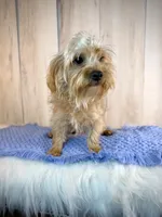 Ranger, a male Yorkipoo for sale in Roseville, CA – 2 of 2