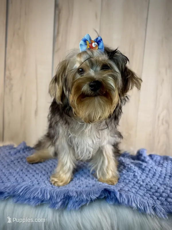 Hank – Yorkipoo puppy for sale in Roseville, CA
