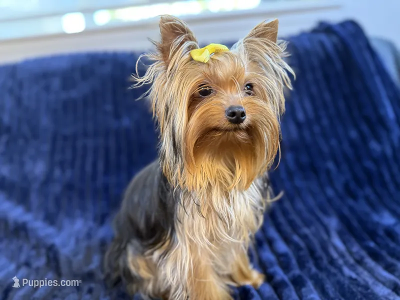 Chase – Yorkshire Terrier puppy for sale in Roseville, CA