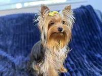 Chase, a male Yorkshire Terrier for sale in Roseville, CA – 1 of 6