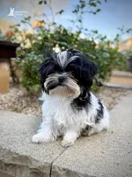 Murray, a male Morkie for sale in Roseville, CA – 2 of 3