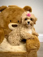 Maltipoo Girl, a female Maltipoo for sale in Roseville, CA – Photo 4 of 6