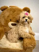 Maltipoo Girl, a female Maltipoo for sale in Roseville, CA – Photo 3 of 6