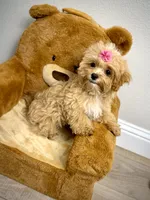 Maltipoo Girl, a female Maltipoo for sale in Roseville, CA – Photo 2 of 6