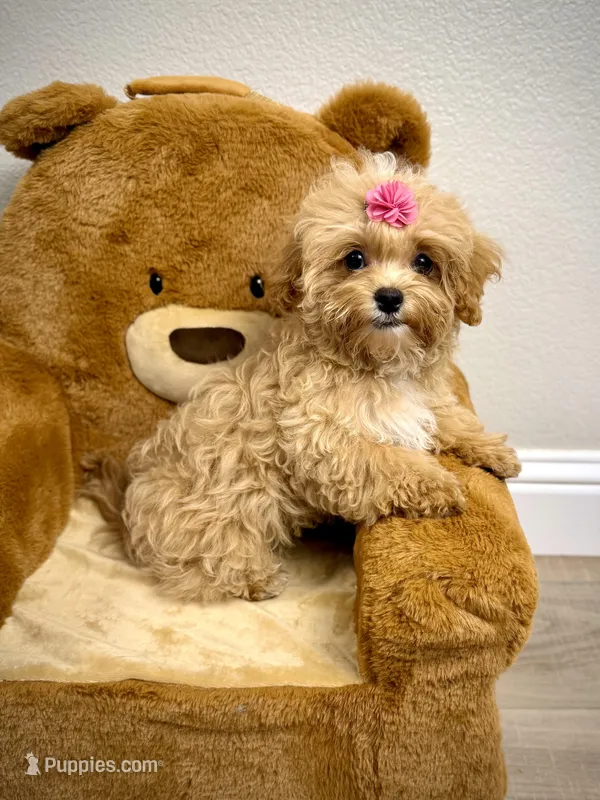 Maltipoo Girl – Maltipoo puppy for sale in Roseville, CA
