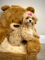 Maltipoo Girl, a female Maltipoo for sale in Roseville, CA – Photo 6 of 6