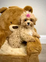 Maltipoo Girl, a female Maltipoo for sale in Roseville, CA – Photo 5 of 6