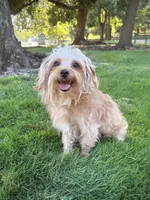 Ranger, a male Yorkipoo for sale in Roseville, CA – 4 of 7