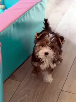 Babydoll, a female Yorkshire Terrier for sale in Roseville, CA – 1 of 2
